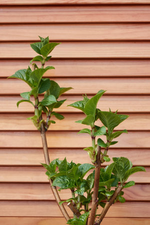 Young green tree against wooden panel wall, copy space. Gardening and springtime concept.の写真素材