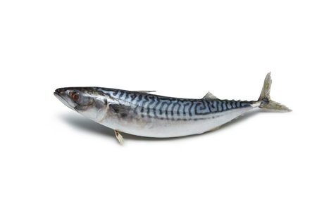 Whole Atlantic mackerel on white background.の写真素材