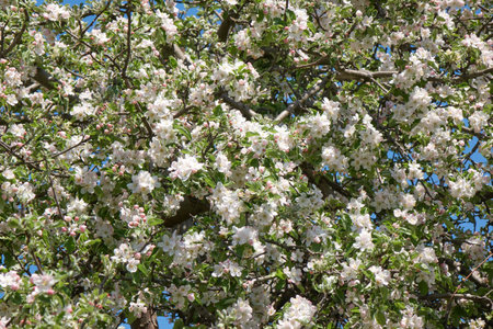 Apple orchard with flowers and leaves on branchesの写真素材