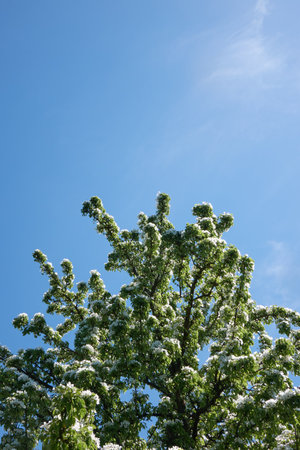 Low angle view of blooming apple trees over blue skyの写真素材