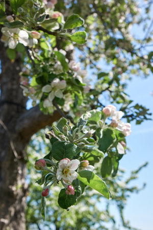 Spring garden with apple trees full of flowers and leavesの写真素材