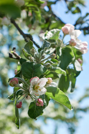Close up of pink buds opening with blooms on apple treeの写真素材