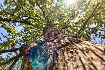 Low angle view of tree trunk with branches full of foliage