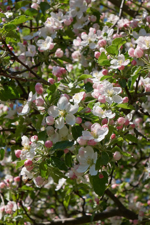 White flowers, pink buds and green leaves on apple treeの写真素材