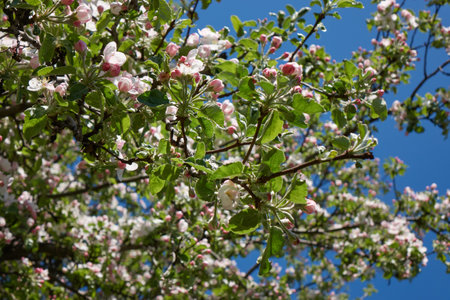 Close up of apple tree with fresh blossoms and green leavesの写真素材
