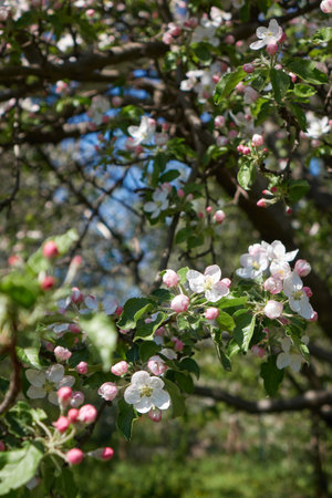 Pink buds opening with white flowers on apple treesの写真素材