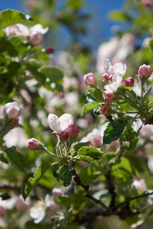 Fresh flowers and leaves growing on apple tree branchesの写真素材
