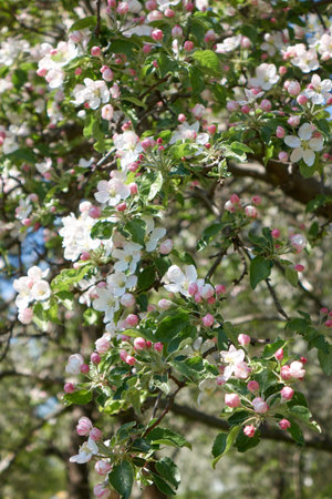 Spring orchard with fresh blossoms on apple tree branchesの写真素材
