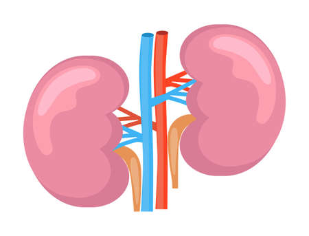 Kidneys for medical design. Cartoon internal organ concept of pyelonephritis, nephroptosis