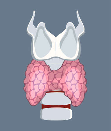 Thyroid gland isolated on grey background. Hypothyroidism design vector. Endocrinology concept and anatomy of human internal organ. Medicine icon for website, app, banner.のイラスト素材
