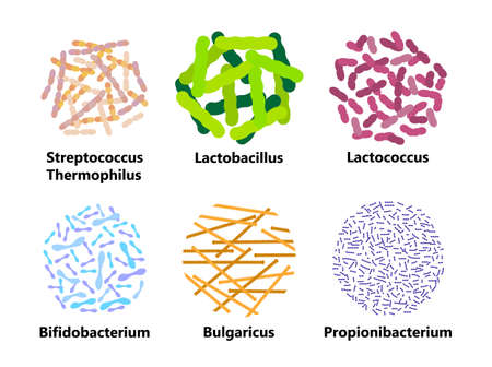 Probiotics bacteria set vector. Lactobacillus, bulgaricus   with text. Amorphous symbols for milk products are shown such as yogurt, acidophilus. Lactococcus, propionibacterium are shown.のイラスト素材