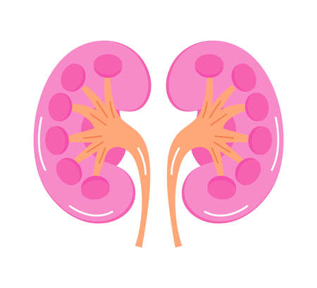 Kidneys for medical design. Cartoon internal organ concept of pyelonephritis, nephroptosis, renal failure is shown.のイラスト素材