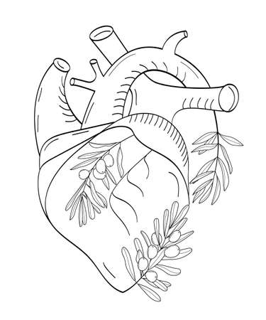 Heart with olive branch vector. Sketch, hand drawn heaart organ. Cardiology mediccine illustration.のイラスト素材