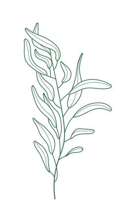 Eucalyptus branch vector in line style. Bohemian eucalyptus leaves, plant on isolated background. Minimal, simple botany, floral, organic icon.のイラスト素材