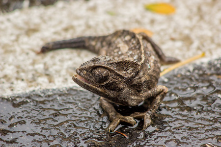Chameleonの写真素材