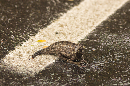 Chameleonの写真素材