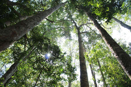 Rainforest in Noonの写真素材