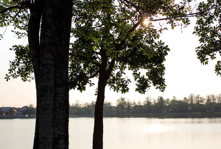 Sun tree and Shadowの写真素材