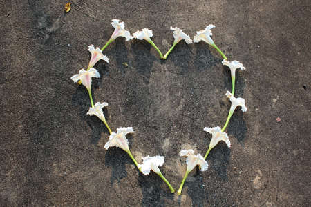 Flower Heart and Loveの写真素材