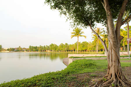 tree and Lake in summer timeの写真素材