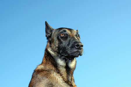 A pretty Belgian shepherd in portrait.の写真素材