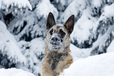 A pretty Belgian shepherd in the snow.の写真素材