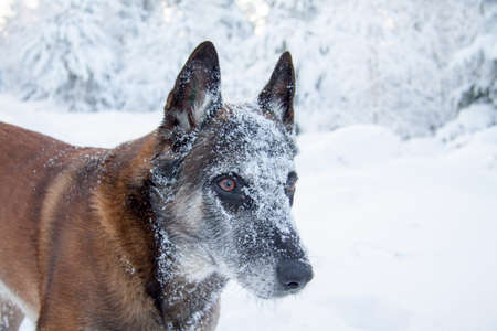 Malinois Belgian Shepherd in the snow.の写真素材