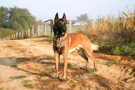 A dog standing on a path.の写真素材