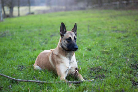 A dog lying in the grass.の写真素材