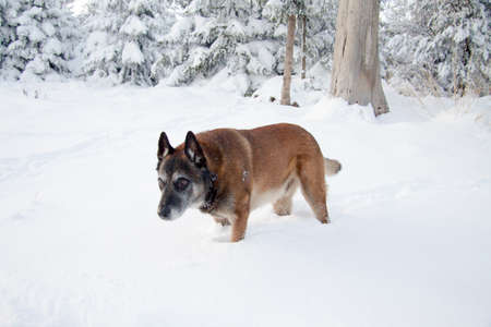 A dog in the snow in winterの写真素材