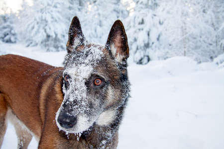 A Belgian shepherd in the snow.の写真素材