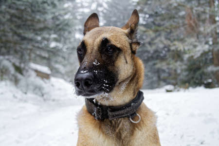 A pretty Belgian shepherd in portrait.の写真素材