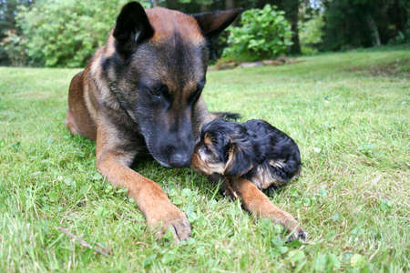 A malinois with a Yorkshire terrier puppy.の写真素材