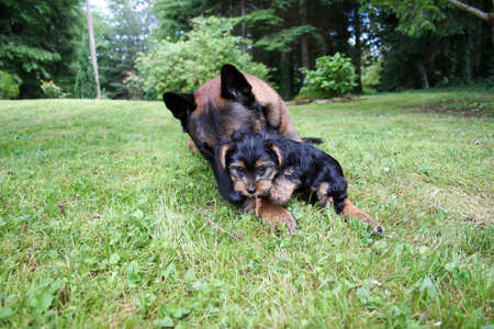 A Belgian shepherd with a Yorkshire terrier puppy.の写真素材