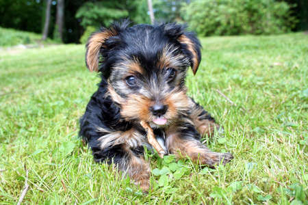 A puppy Yorkshire terrier lying in the grass.の写真素材