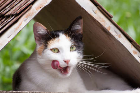A cute cat licking her chops.の写真素材