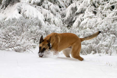 A dog with the mouth in the snow.の写真素材
