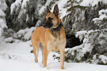 A malinois in the snow.の写真素材