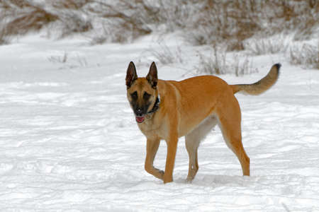 A Belgian shepherd in winter.の写真素材