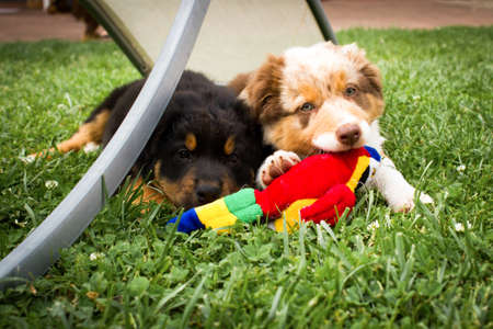 Two Australian Shepherds in pretty portrait.の写真素材