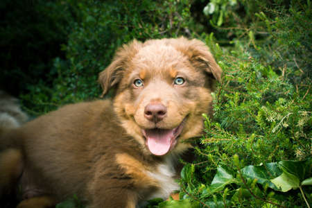 A hound puppy in the bush.の写真素材