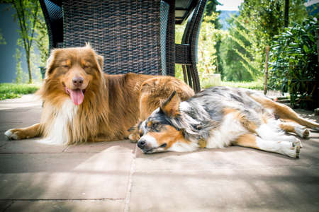 A couple of Australian shepherds outdoor.の写真素材