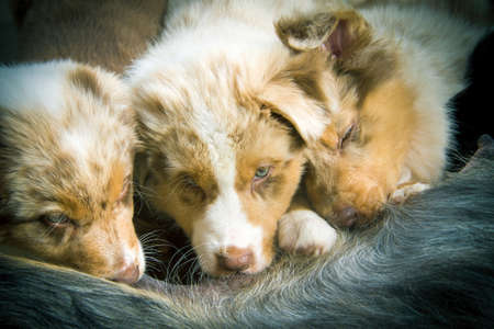 Two pretty babies suckle Their mother.の写真素材