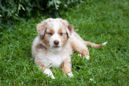 A baby in the grass.の写真素材