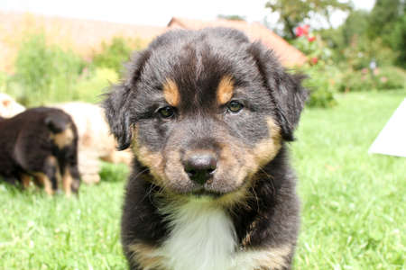 A lovely Australian shepherd in portrait.の写真素材