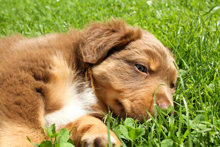 A young dog sleeping in the grass.の写真素材
