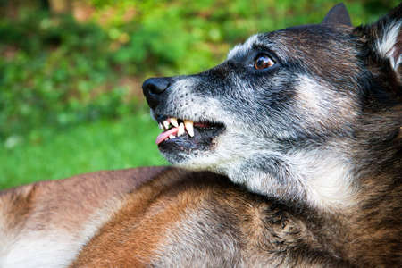 A malinois a little angry.