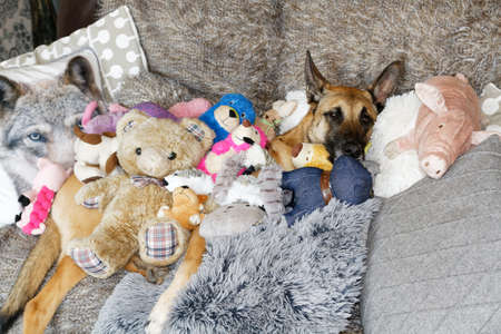 A dog and toysの写真素材