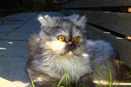 A pretty persian cat.の写真素材