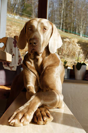 A young dog in close-up.の写真素材